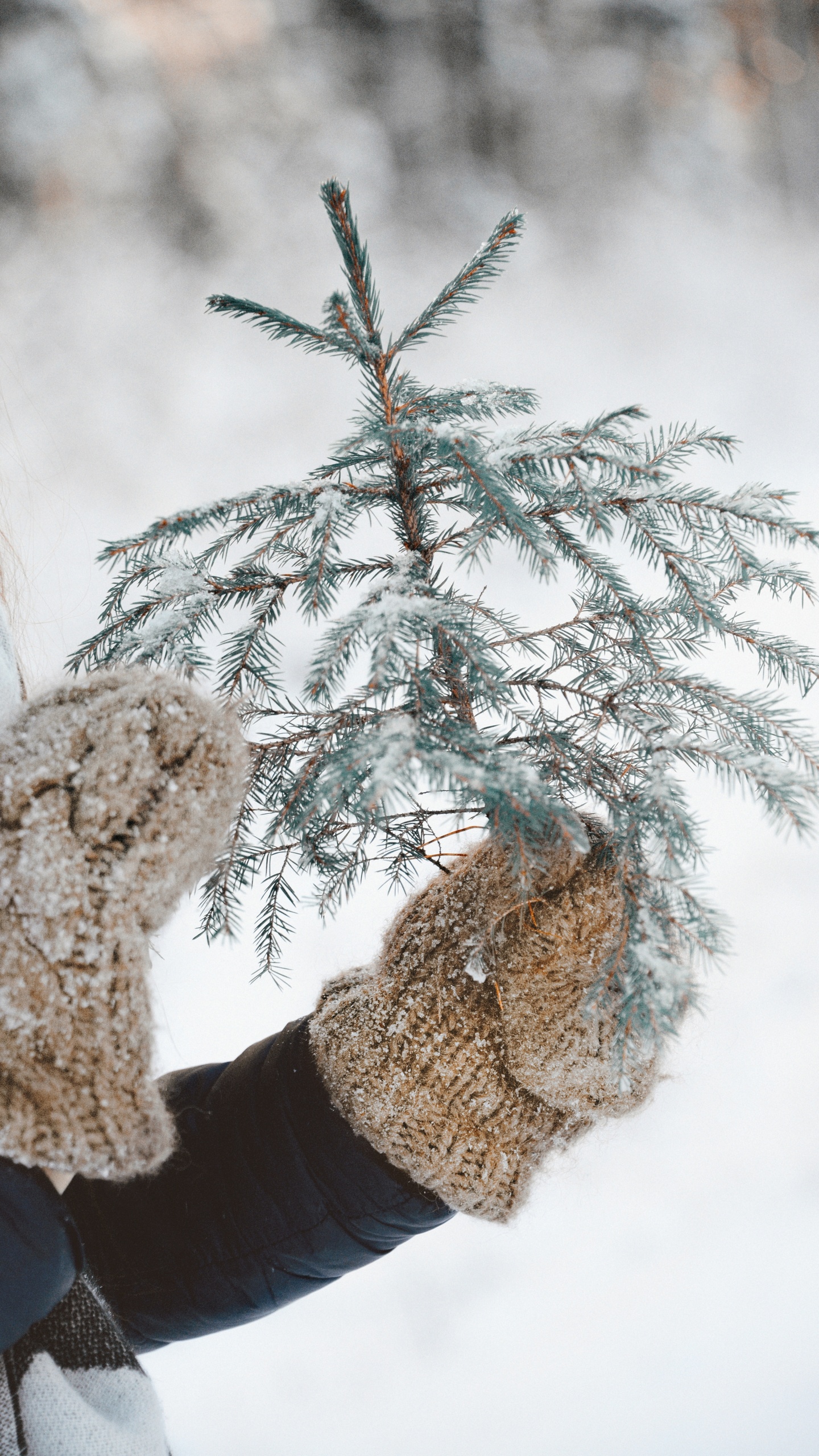Обои замораживание, прут, снег, дерево, растение в разрешении 1440x2560