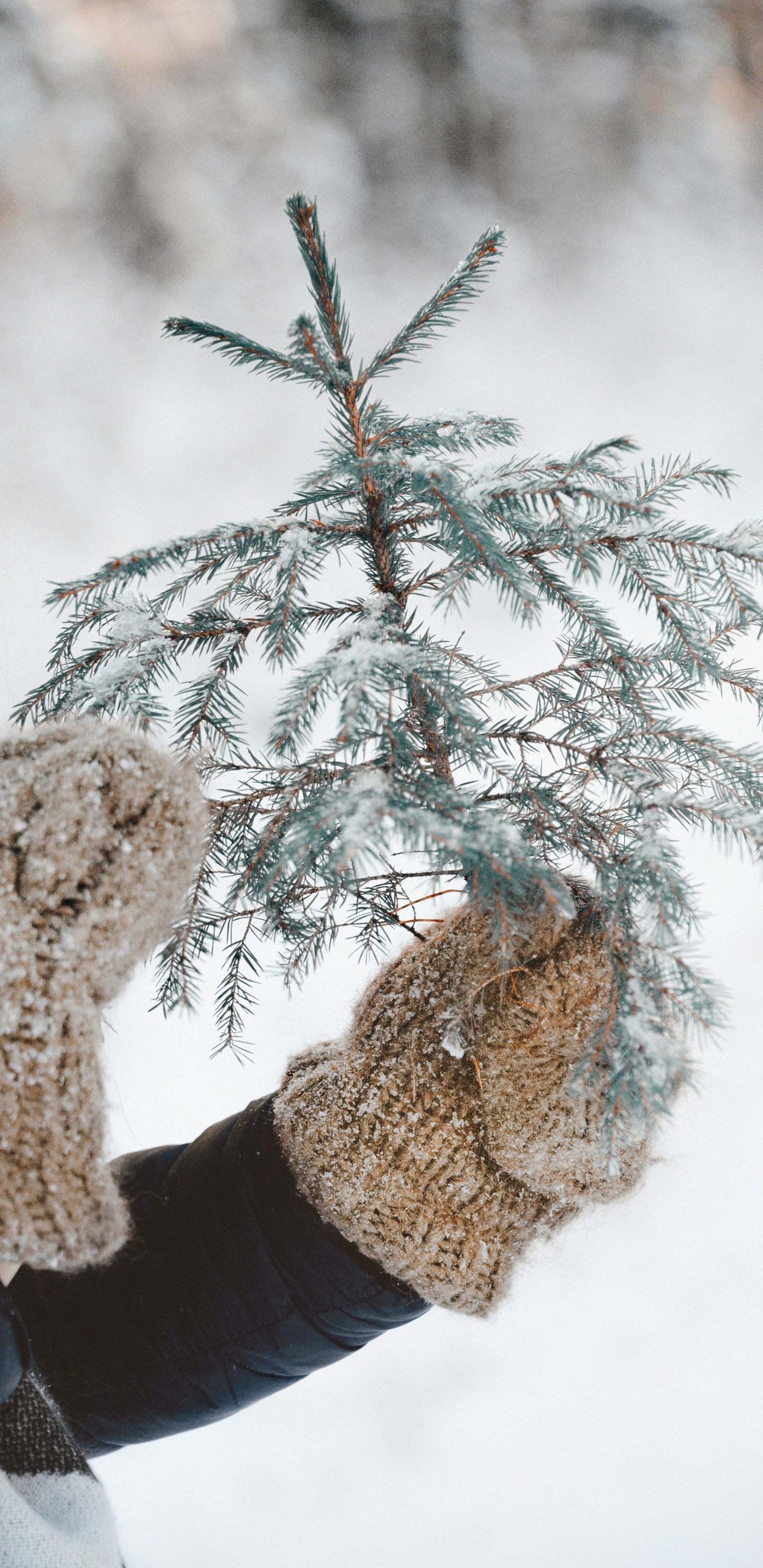 Обои замораживание, прут, снег, дерево, растение в разрешении 1440x2960