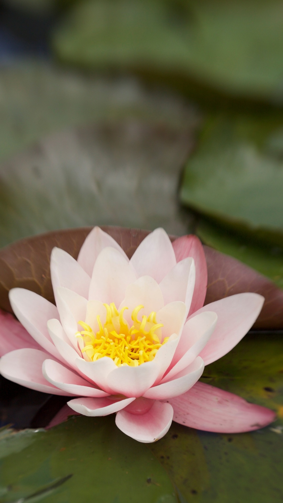 Обои Флора, цветок, растение, лепесток, наземное растение в разрешении 1080x1920