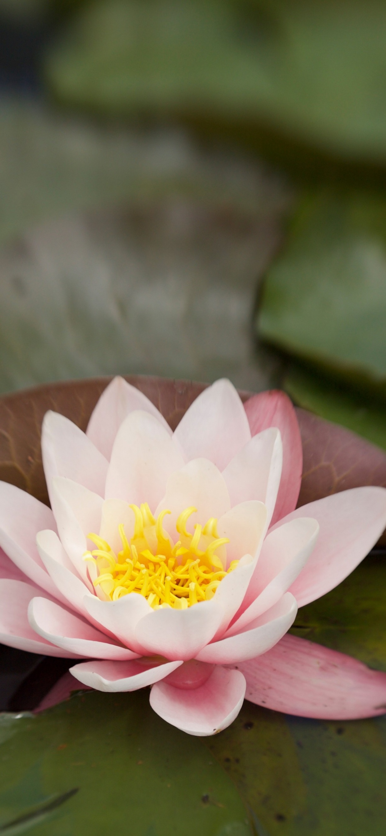 Обои Флора, цветок, растение, лепесток, наземное растение в разрешении 1242x2688