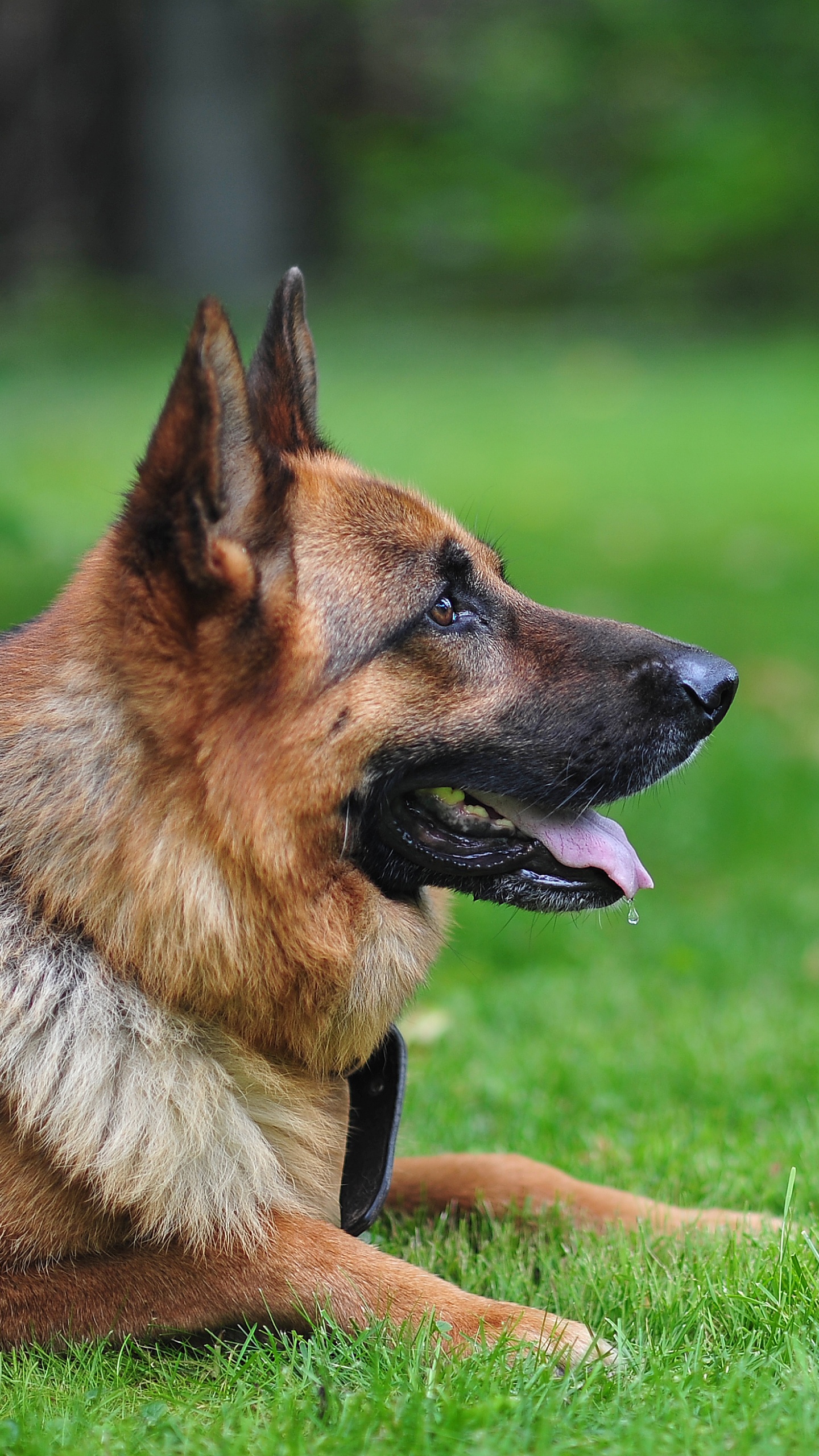 Обои щенок, пес, собака породы, старая немецкая овчарка, куньмин влчак в разрешении 1440x2560