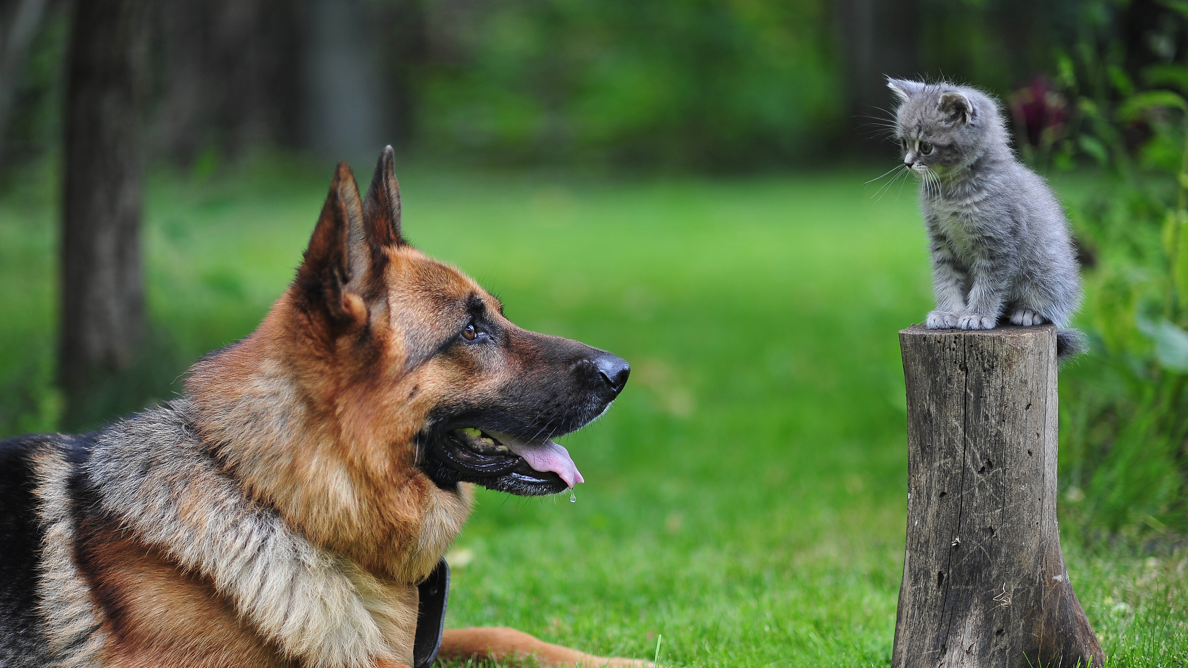 Обои щенок, пес, собака породы, старая немецкая овчарка, куньмин влчак в разрешении 3840x2160