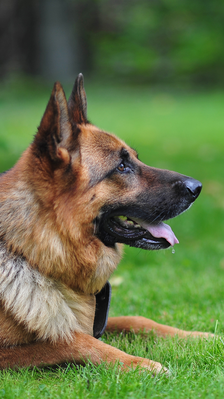 Обои щенок, пес, собака породы, старая немецкая овчарка, куньмин влчак в разрешении 750x1334
