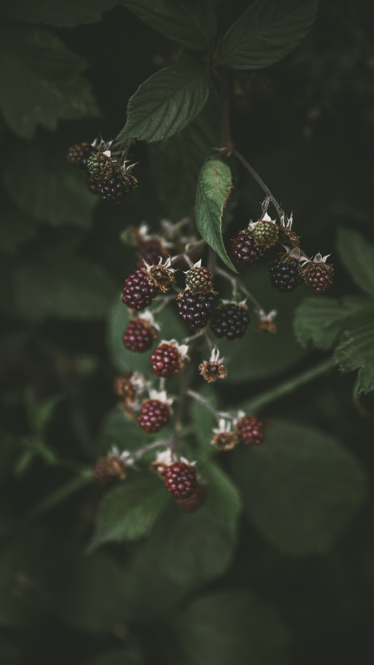 Обои завод, цветок, ягоды, цветковое растение, смартфон в разрешении 750x1334