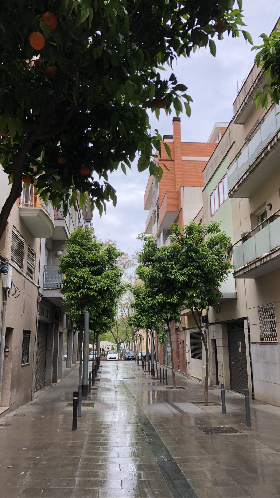 Обои дерево, наука, биология, дорога, городок в разрешении 1080x1920