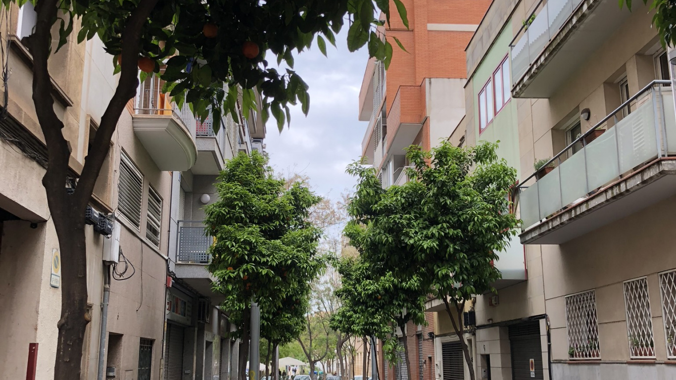 Обои дерево, наука, биология, дорога, городок в разрешении 1366x768