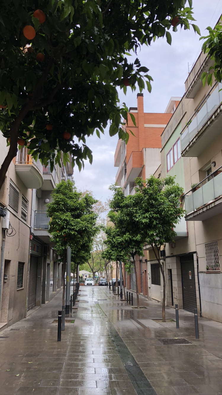 Обои дерево, наука, биология, дорога, городок в разрешении 750x1334