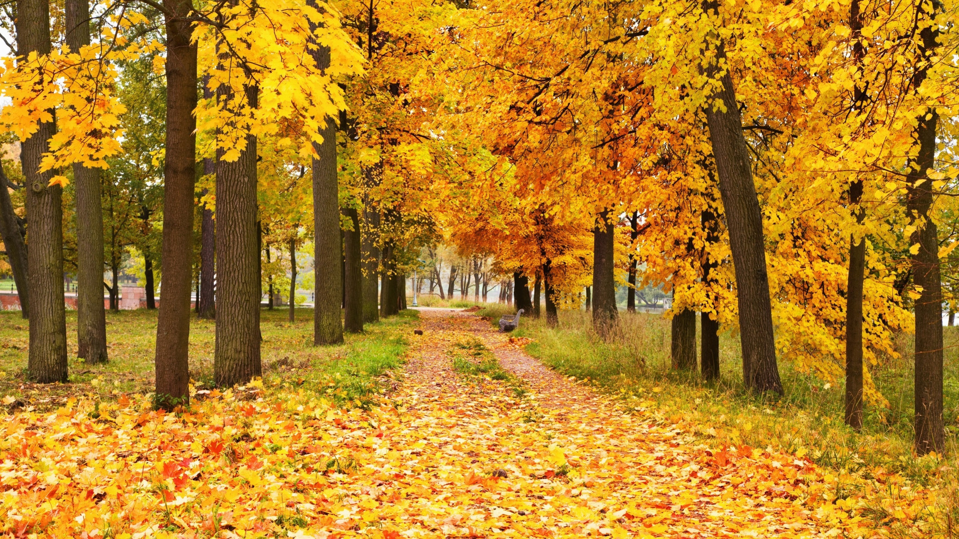 Обои осень, дерево, природа, листопадные, лист в разрешении 1920x1080