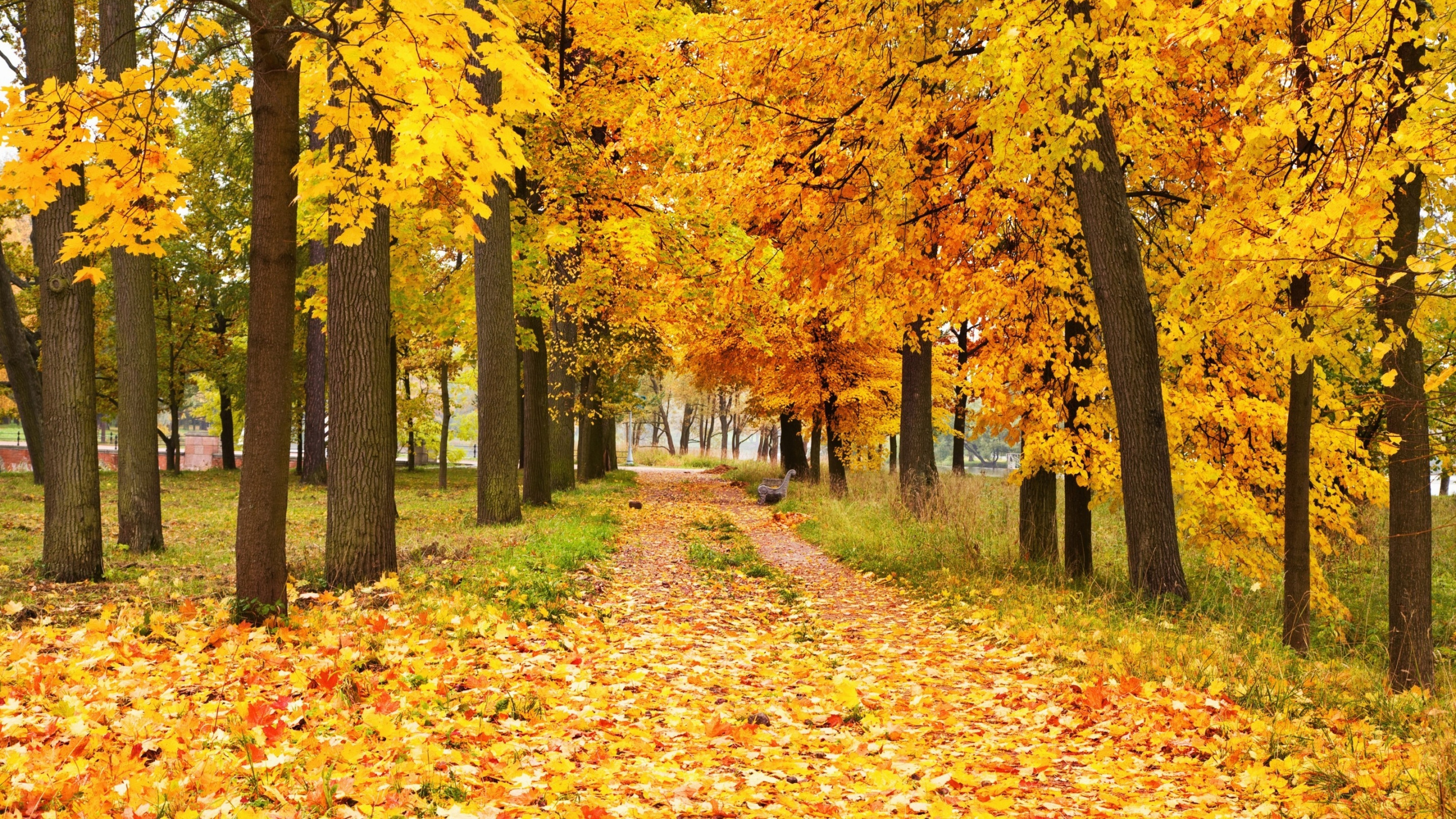 Обои осень, дерево, природа, листопадные, лист в разрешении 2560x1440