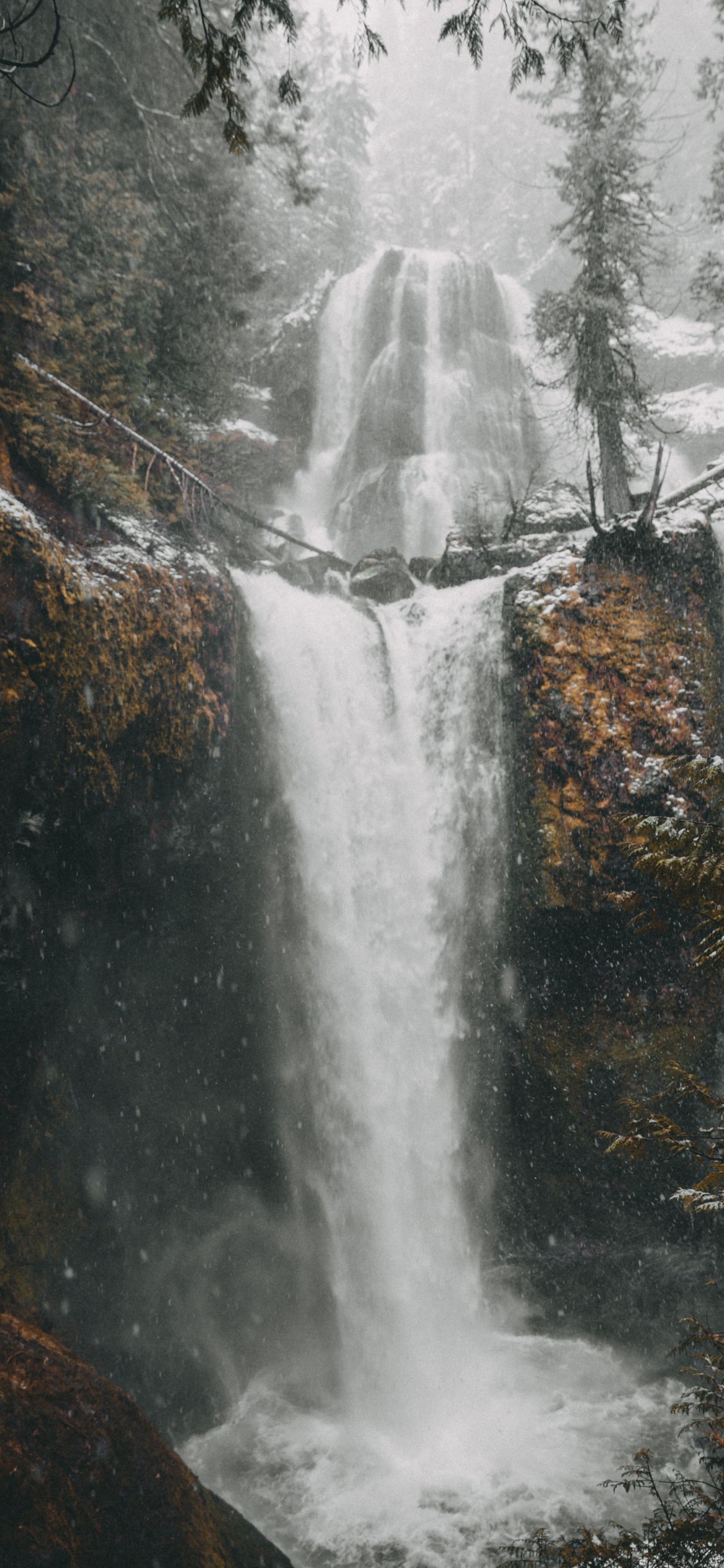 Обои вода, дерево, водоем, мусоропровод, природа в разрешении 1125x2436