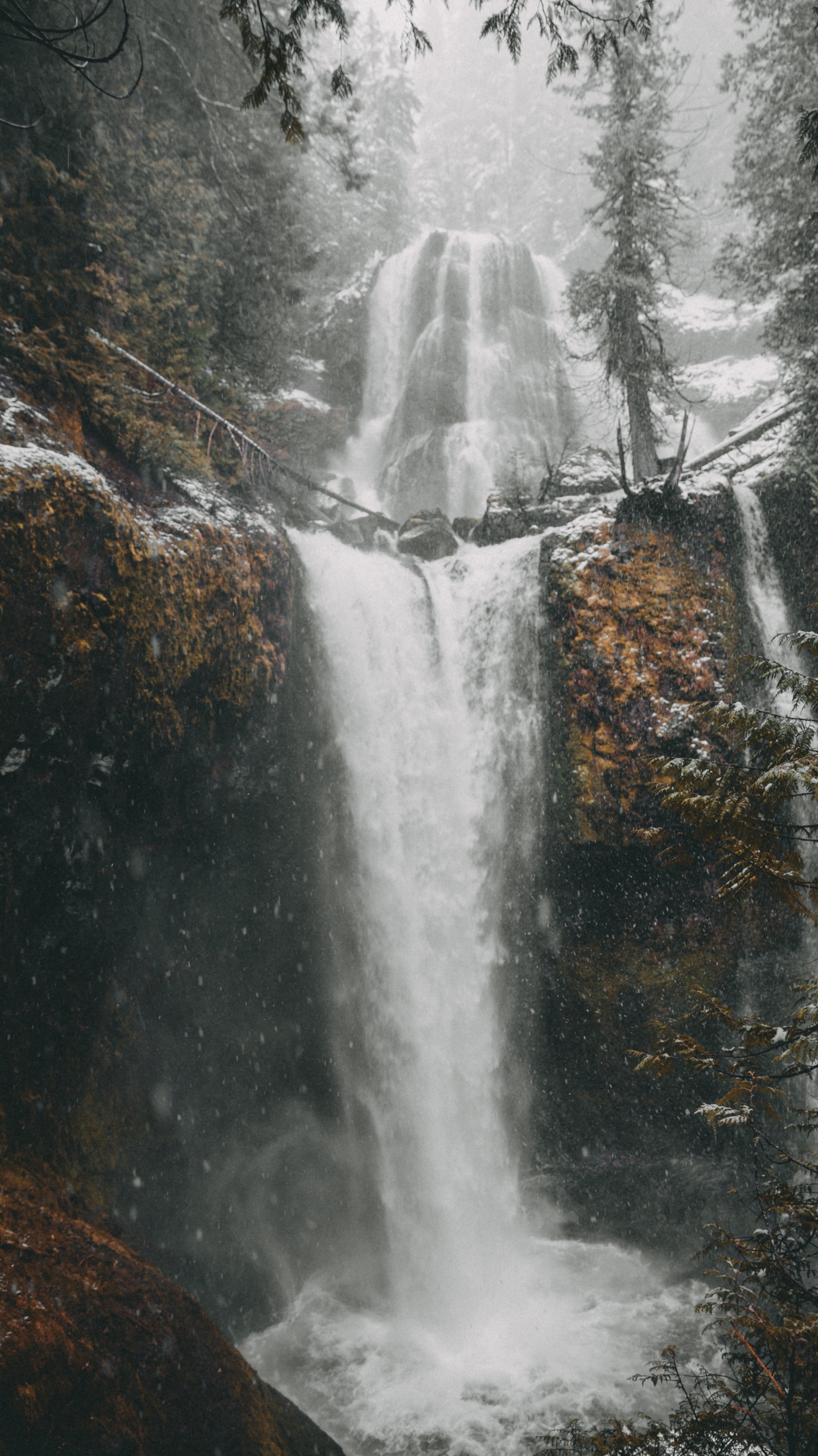 Обои вода, дерево, водоем, мусоропровод, природа в разрешении 1440x2560