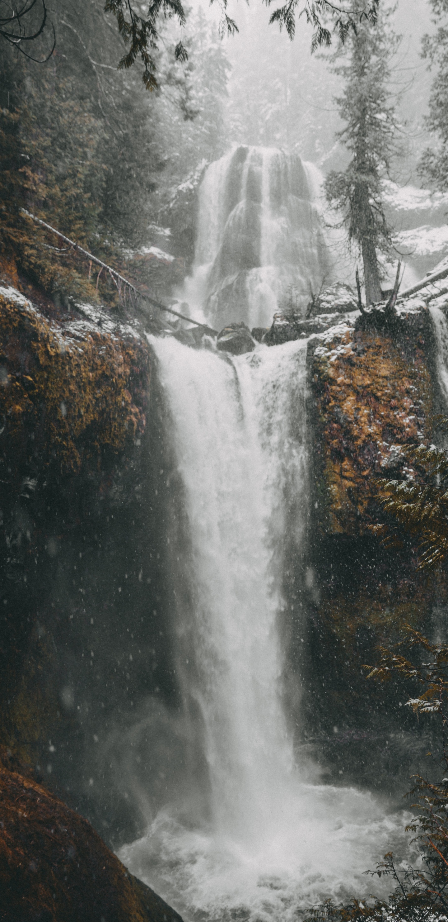 Обои вода, дерево, водоем, мусоропровод, природа в разрешении 1440x2960