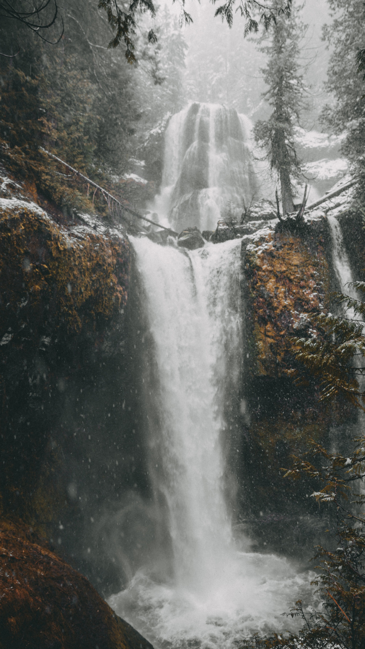 Обои вода, дерево, водоем, мусоропровод, природа в разрешении 750x1334