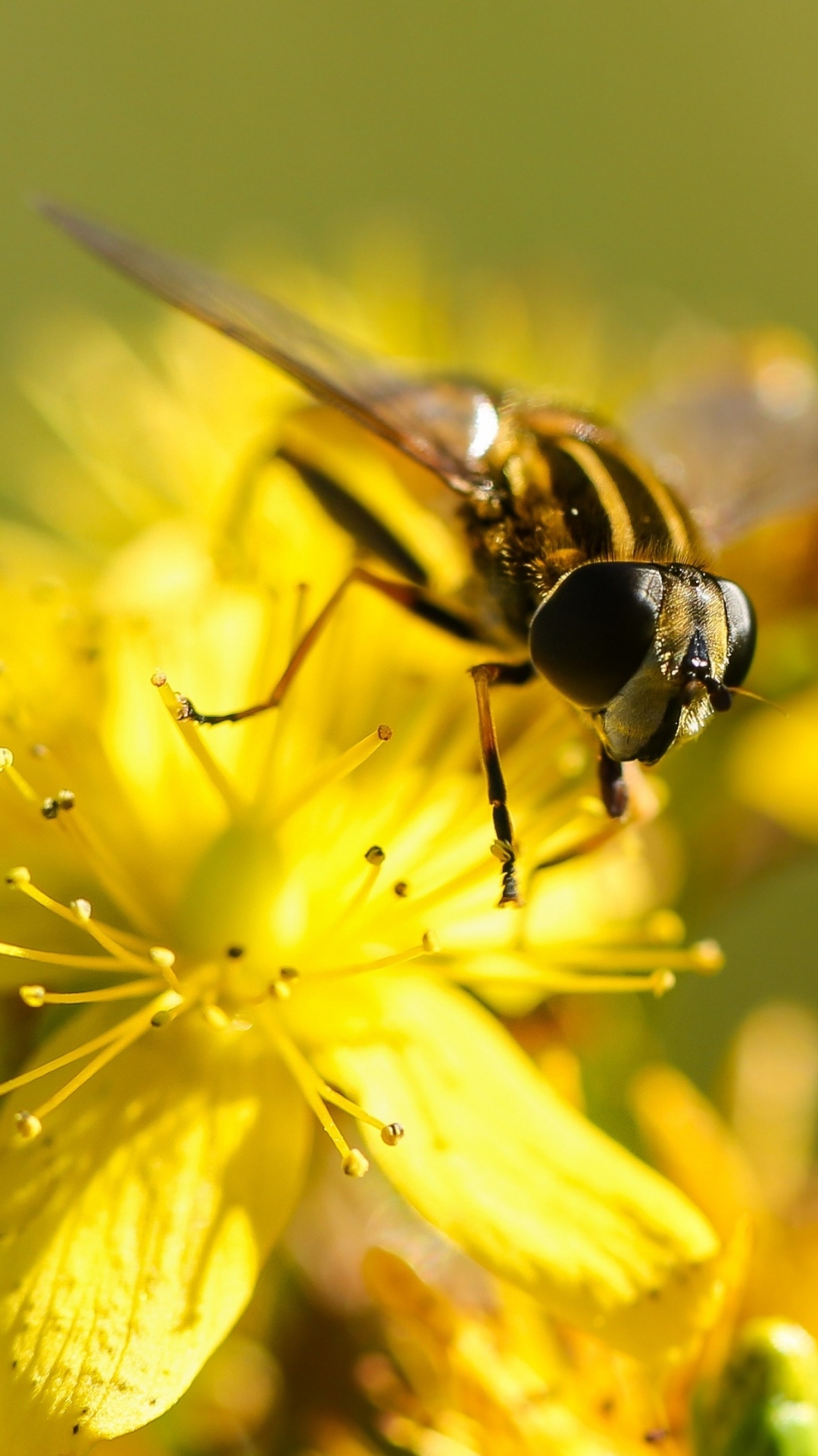 Обои насекомое, рассада, цветок, опылитель, растение в разрешении 1080x1920