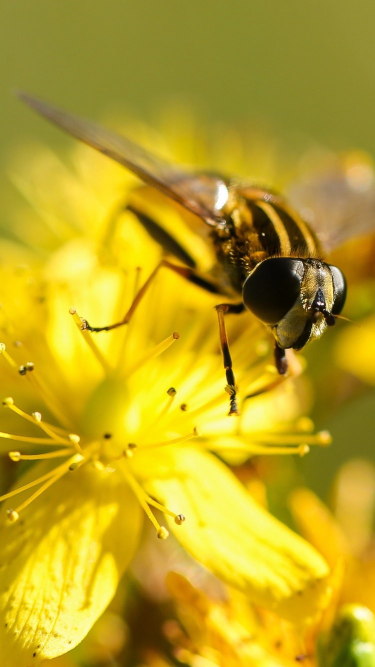 Обои насекомое, рассада, цветок, опылитель, растение в разрешении 750x1334