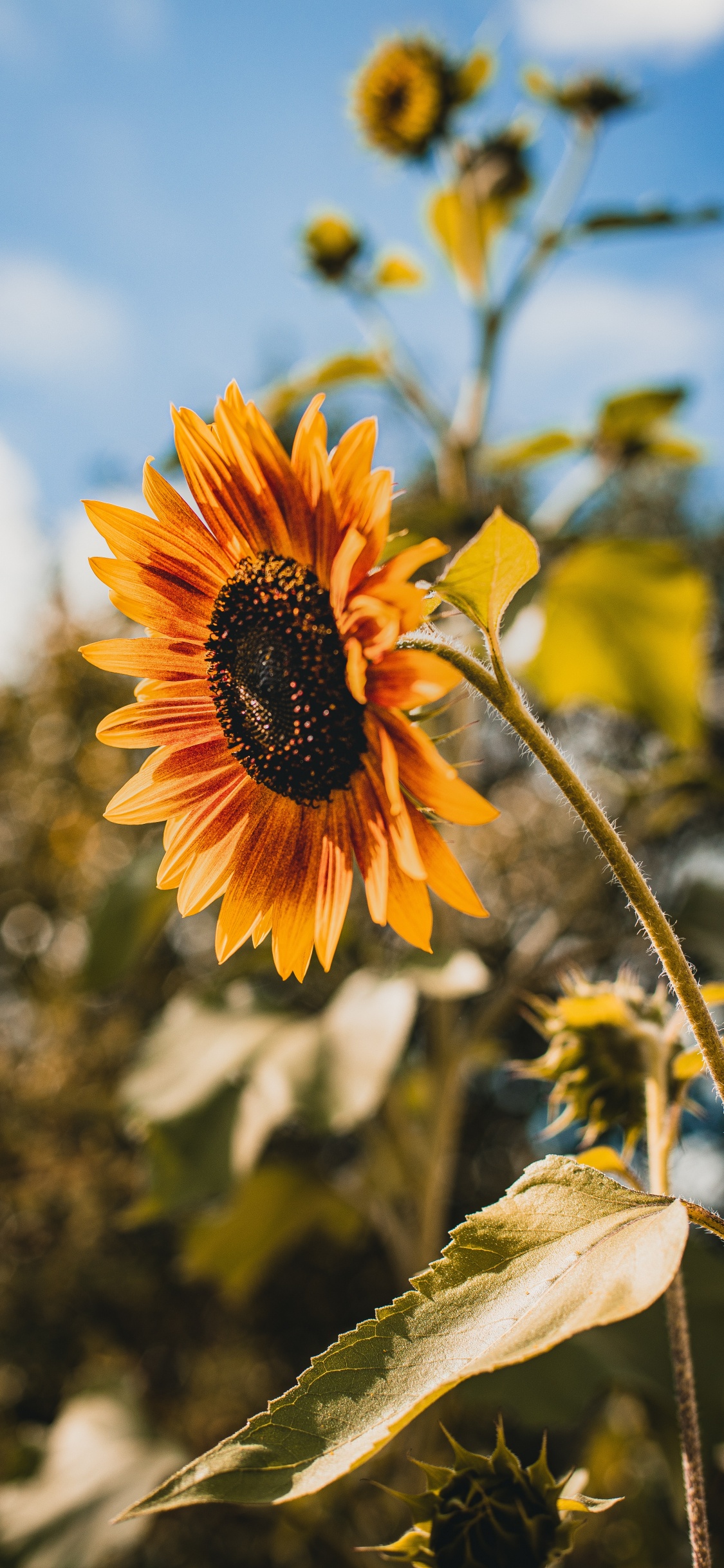 Обои цветок, желтый, растение, цветковое растение, лепесток в разрешении 1125x2436