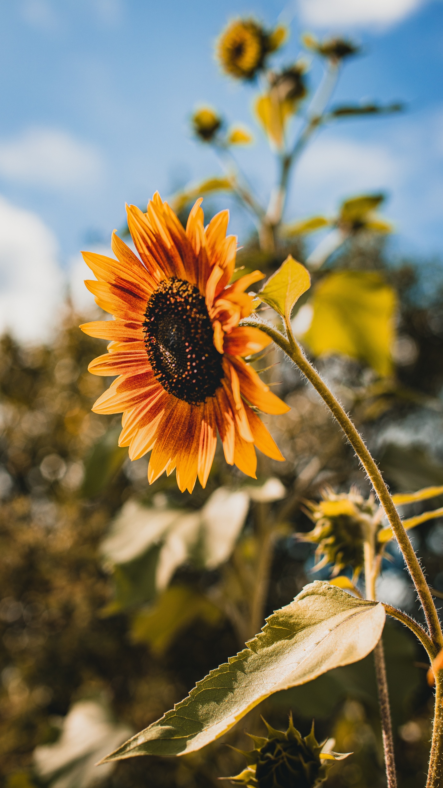 Обои цветок, желтый, растение, цветковое растение, лепесток в разрешении 1440x2560