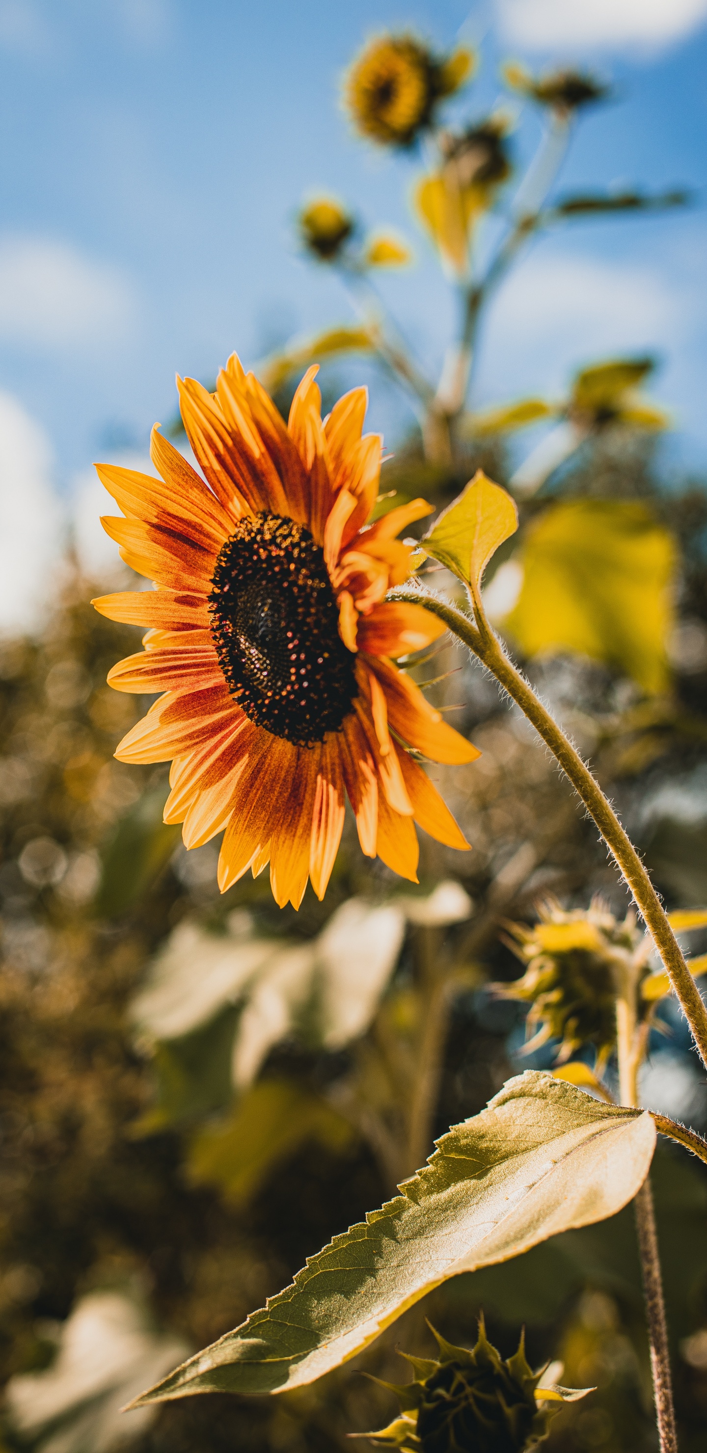 Обои цветок, желтый, растение, цветковое растение, лепесток в разрешении 1440x2960