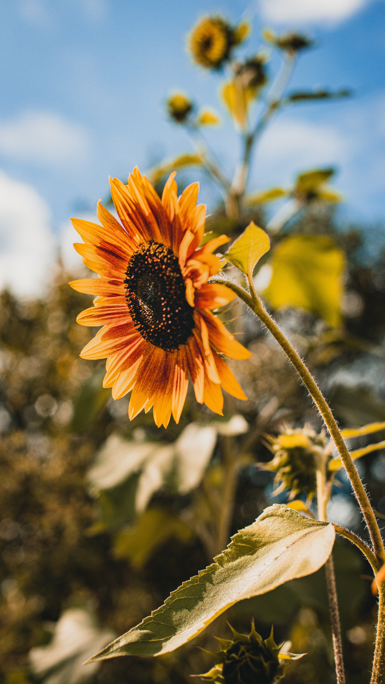 Обои цветок, желтый, растение, цветковое растение, лепесток в разрешении 750x1334