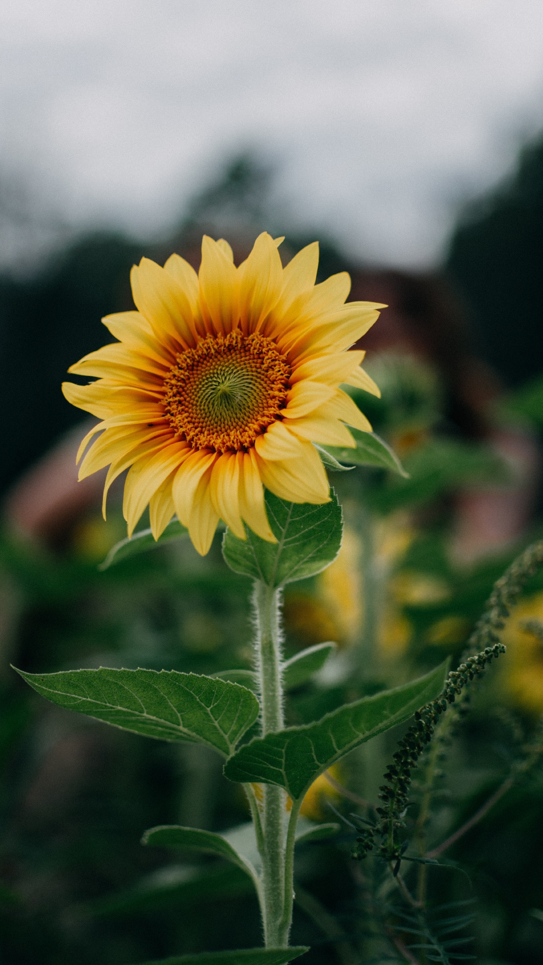 Обои цветок, растение, растительность, лепесток, пейзаж в разрешении 1080x1920