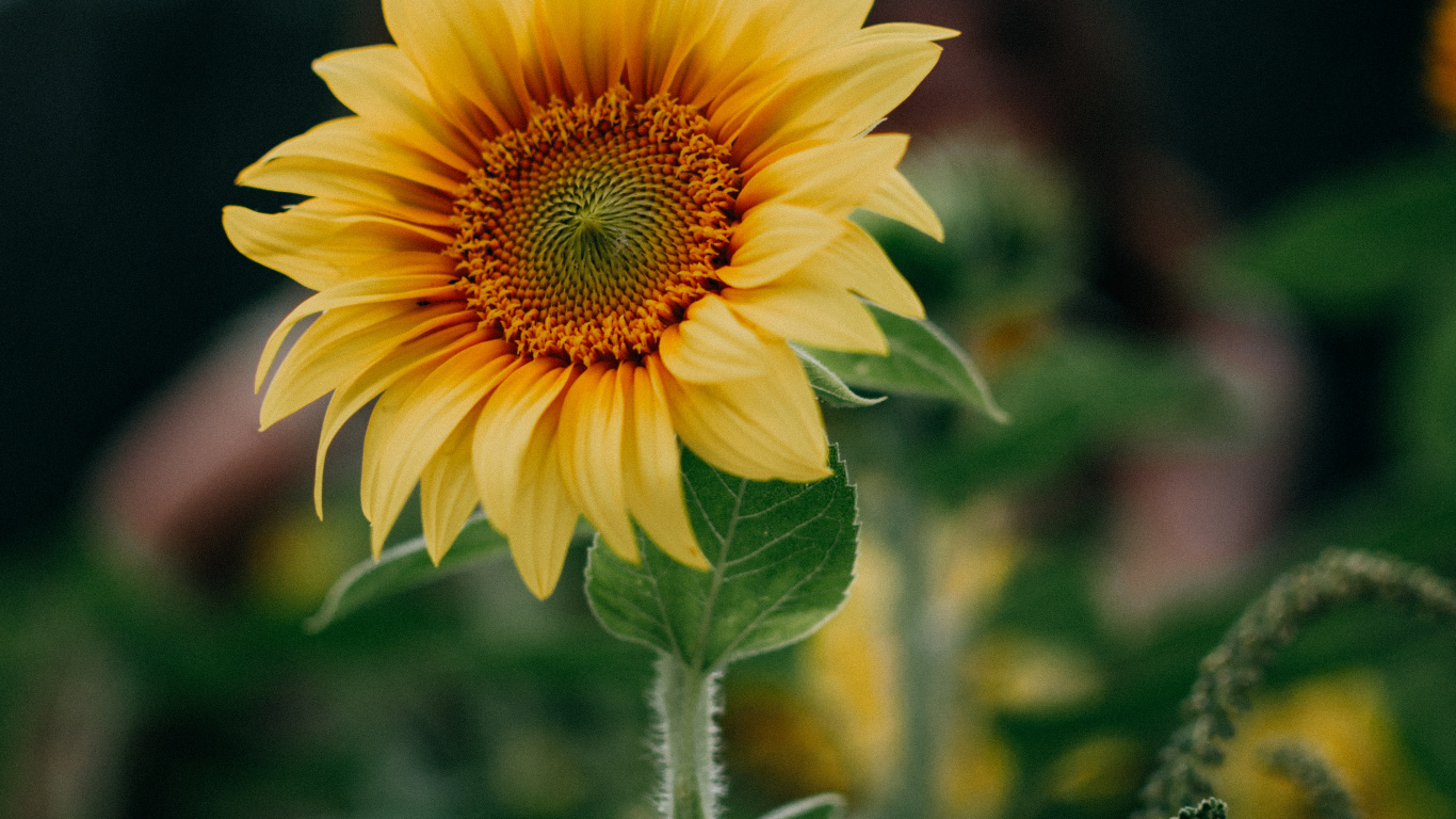 Обои цветок, растение, растительность, лепесток, пейзаж в разрешении 1366x768