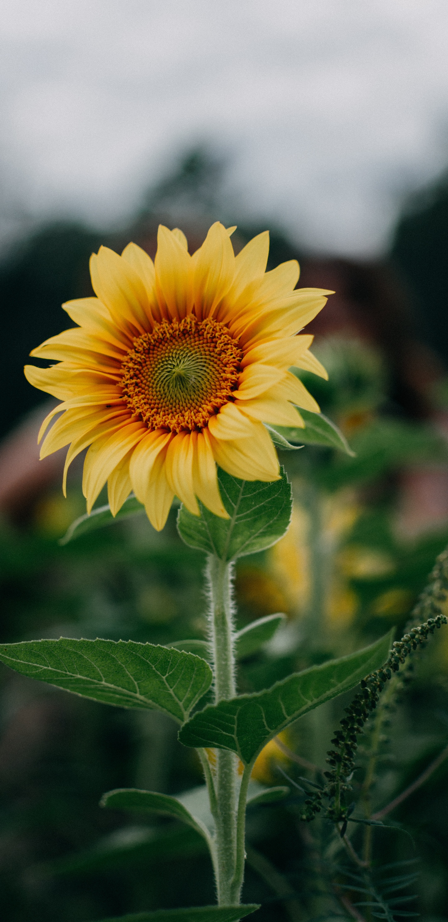 Обои цветок, растение, растительность, лепесток, пейзаж в разрешении 1440x2960