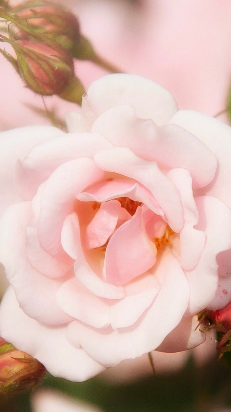 Обои сад роз, цветок, флорибунда, цветковое растение, розовый в разрешении 750x1334