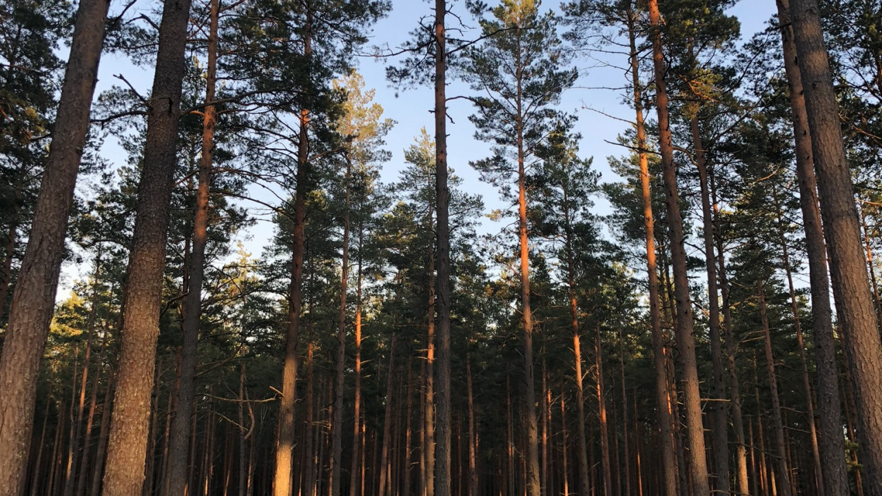 Обои хвойными лесами, природа, окружающая среда, природный ландшафт, дерево в разрешении 1280x720