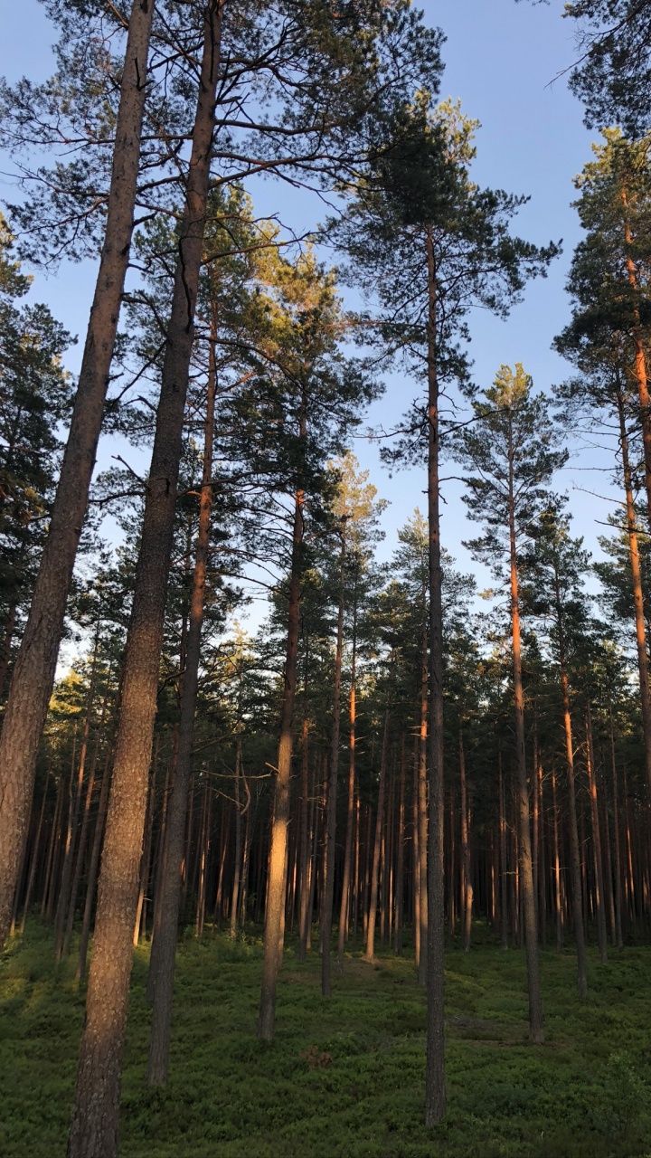 Обои хвойными лесами, природа, окружающая среда, природный ландшафт, дерево в разрешении 720x1280