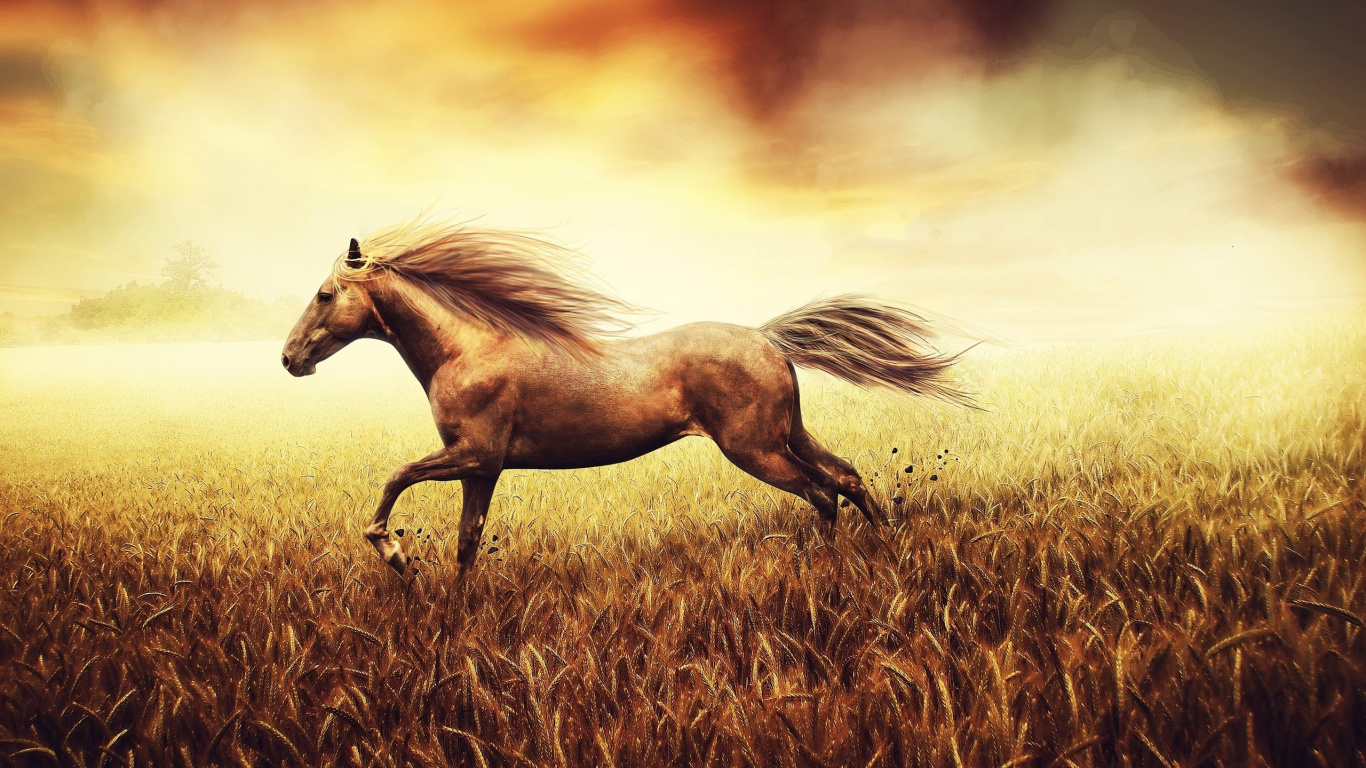 Обои конь, грива, сенокосное угодье, жеребец, Мустанг лошадь в разрешении 1366x768