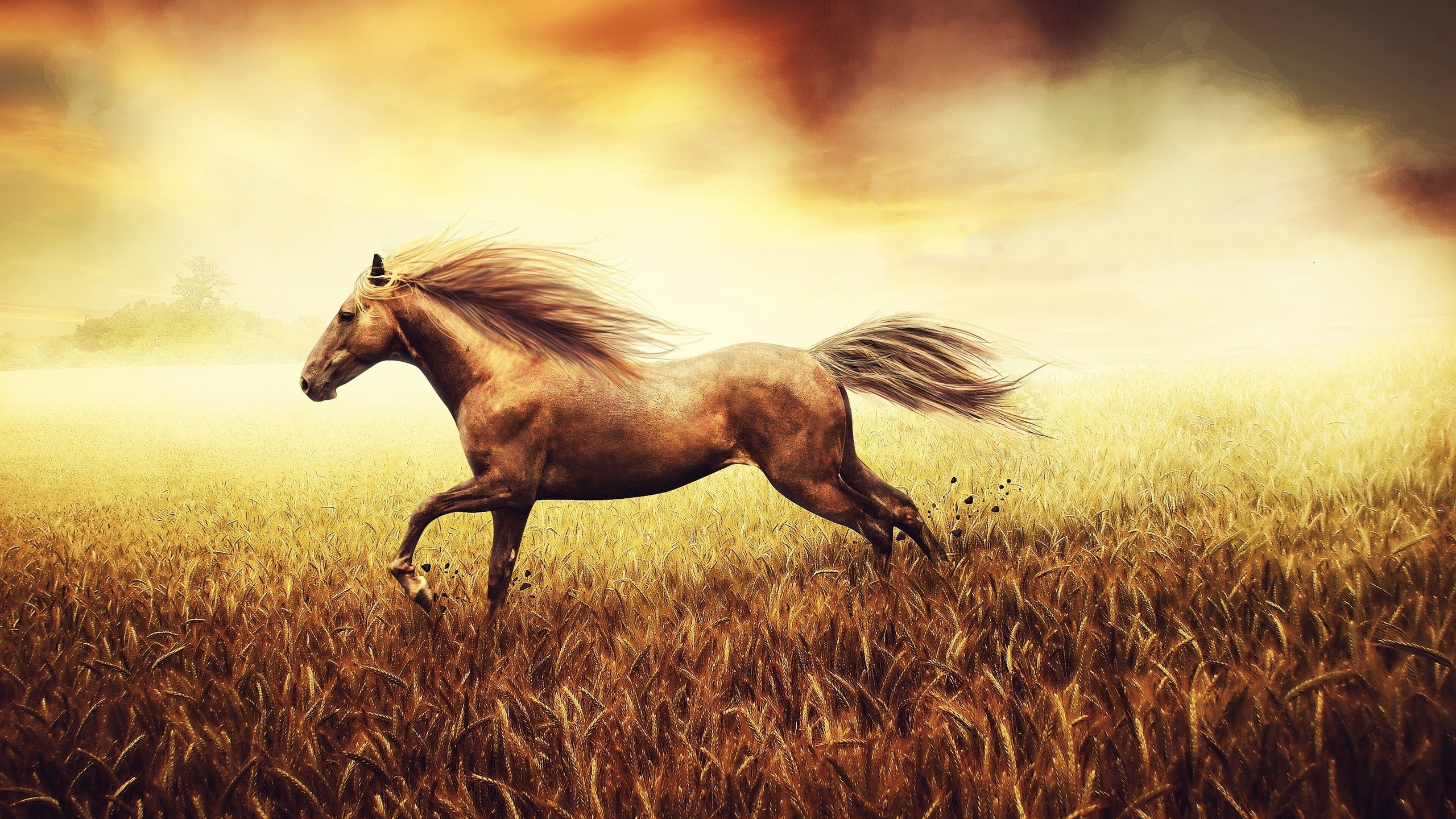 Обои конь, грива, сенокосное угодье, жеребец, Мустанг лошадь в разрешении 2560x1440