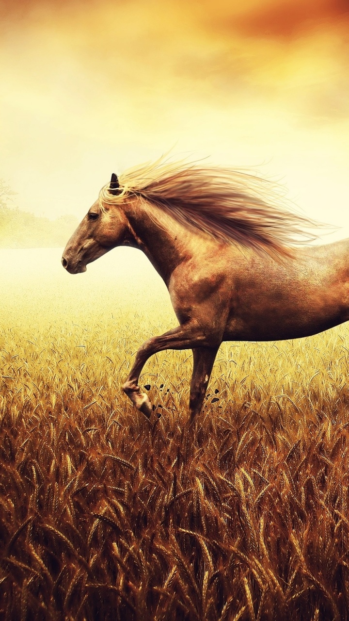 Обои конь, грива, сенокосное угодье, жеребец, Мустанг лошадь в разрешении 720x1280