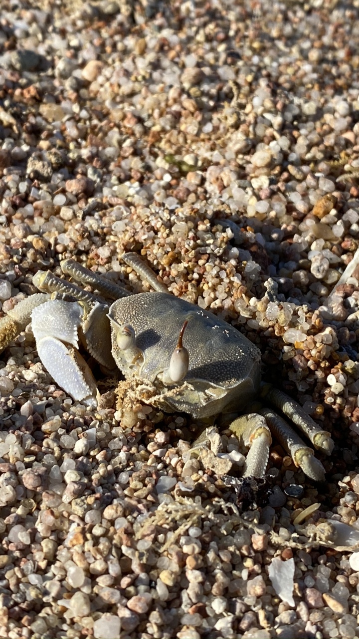 Обои пресноводный краб, краб, рак, навозный краб, рачок в разрешении 720x1280