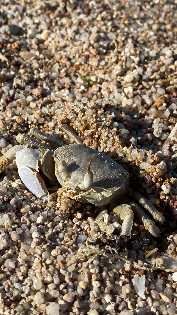 Обои пресноводный краб, краб, рак, навозный краб, рачок в разрешении 750x1334