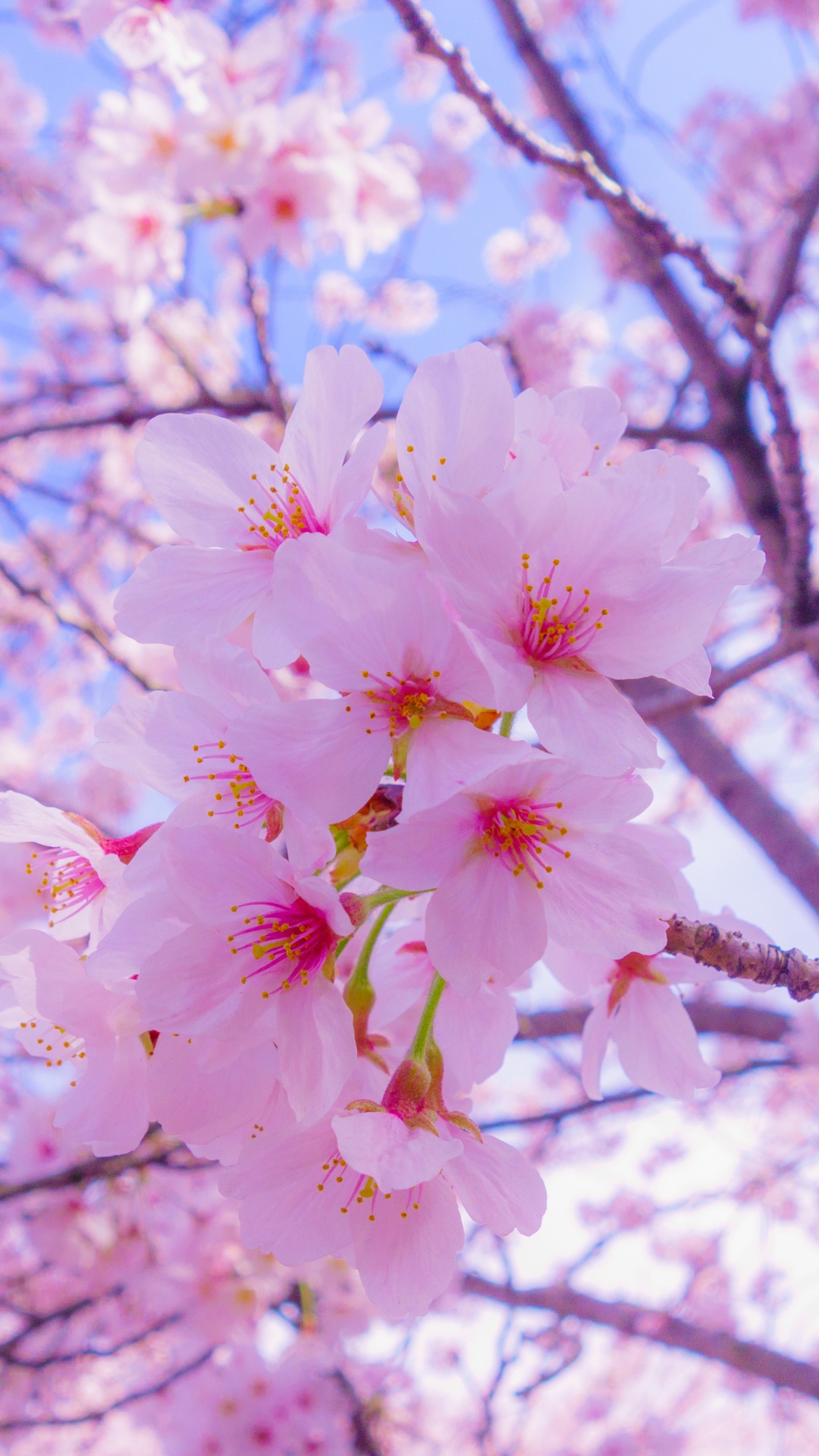 Обои цветение вишни, расцвет, Любование цветущей сакурой, цветок, растение в разрешении 1080x1920