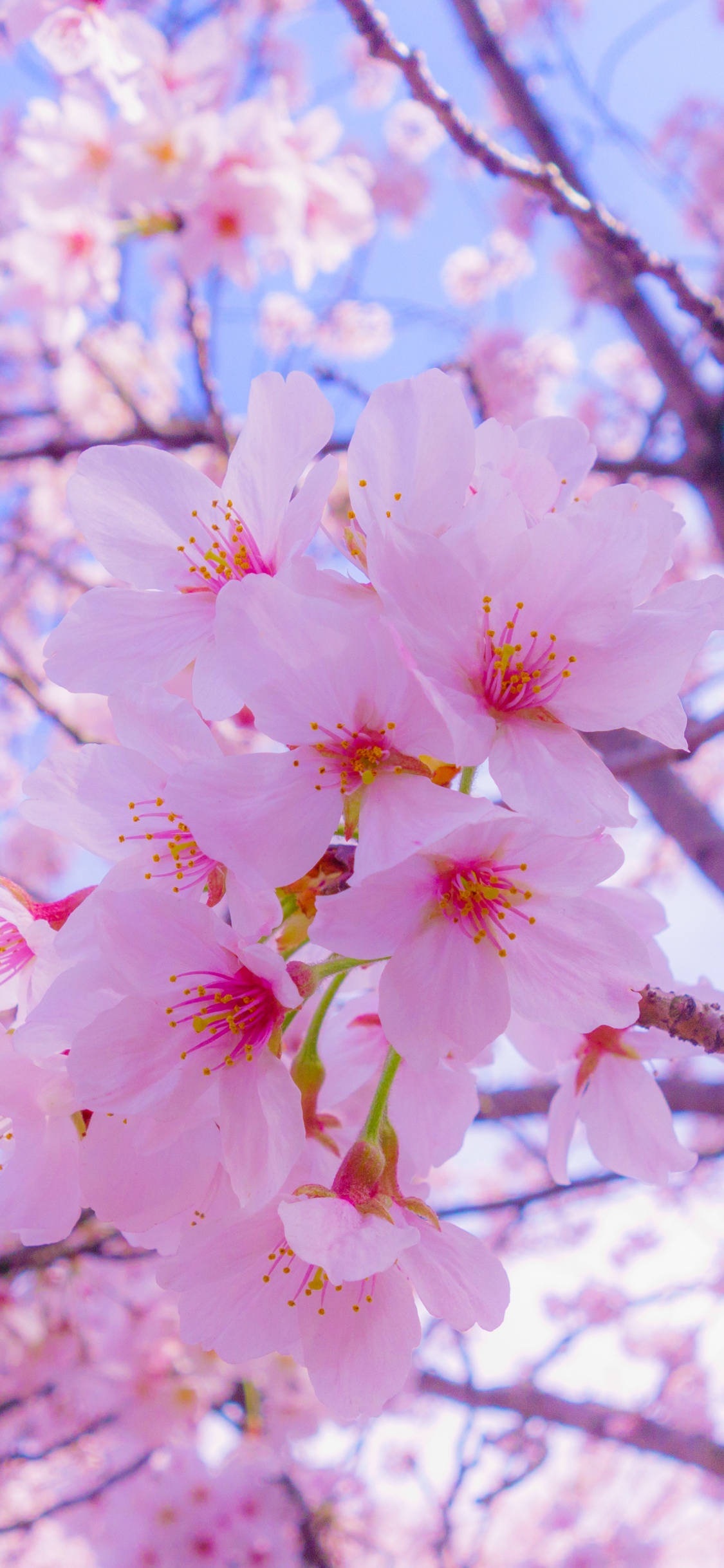 Обои цветение вишни, расцвет, Любование цветущей сакурой, цветок, растение в разрешении 1125x2436