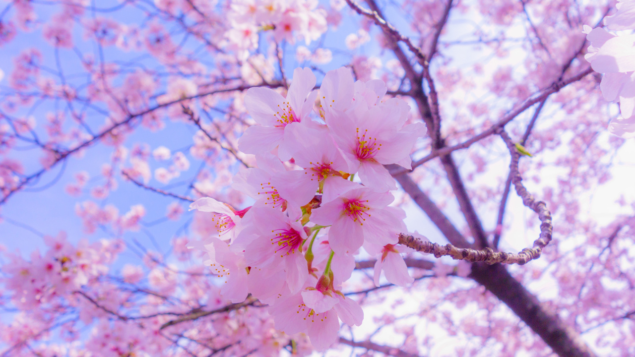 Обои цветение вишни, расцвет, Любование цветущей сакурой, цветок, растение в разрешении 1280x720