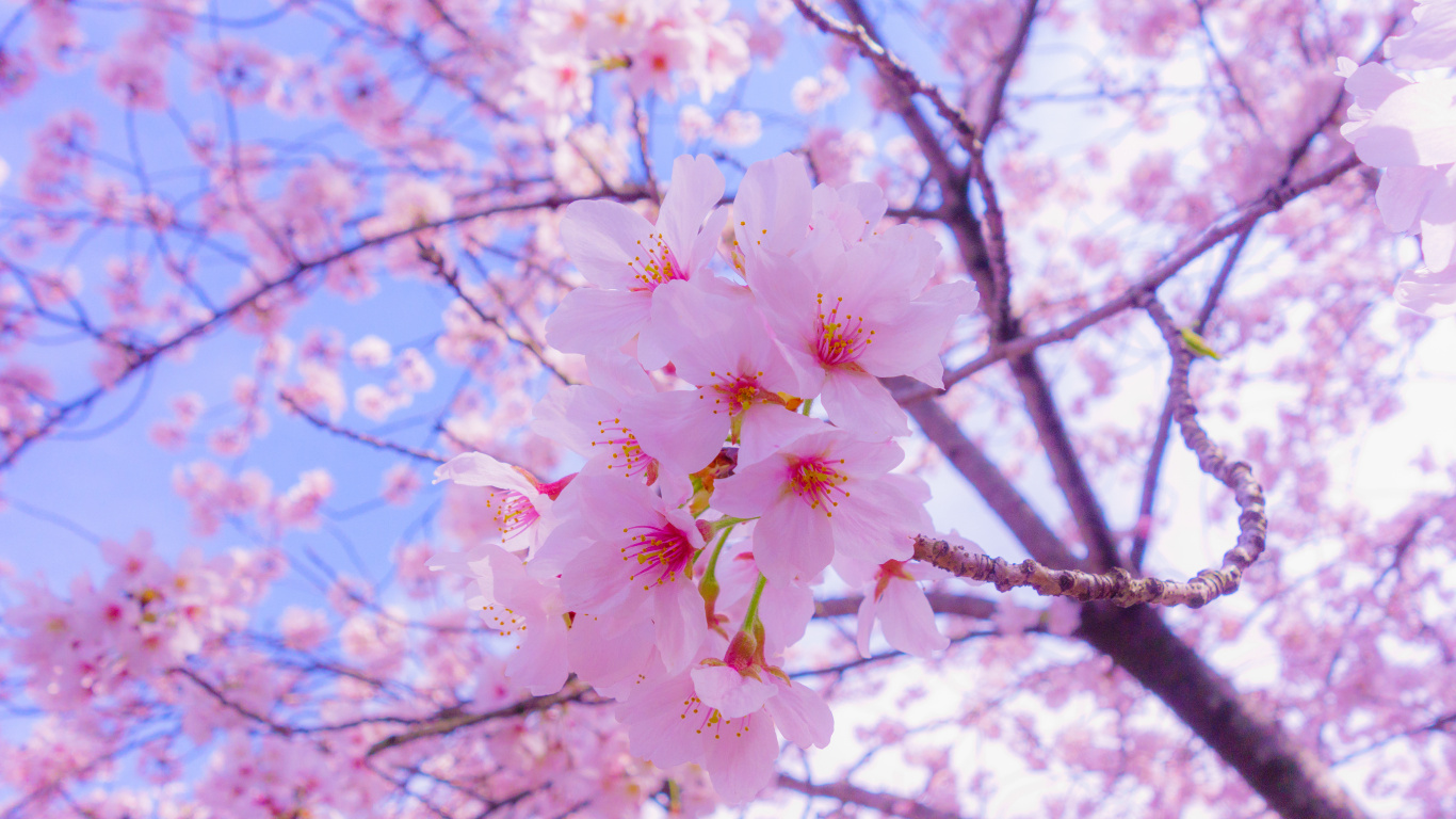 Обои цветение вишни, расцвет, Любование цветущей сакурой, цветок, растение в разрешении 1366x768