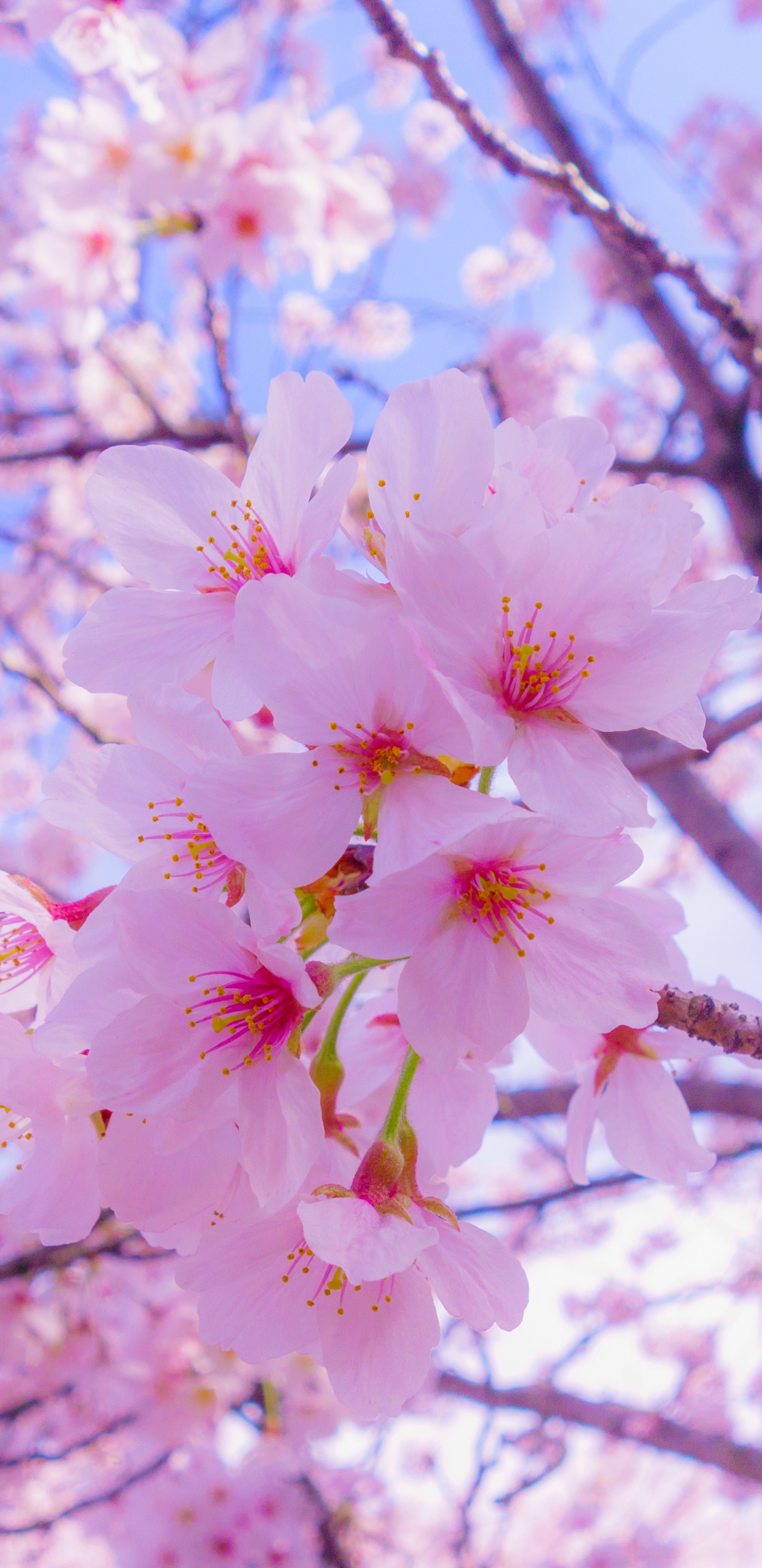 Обои цветение вишни, расцвет, Любование цветущей сакурой, цветок, растение в разрешении 1440x2960