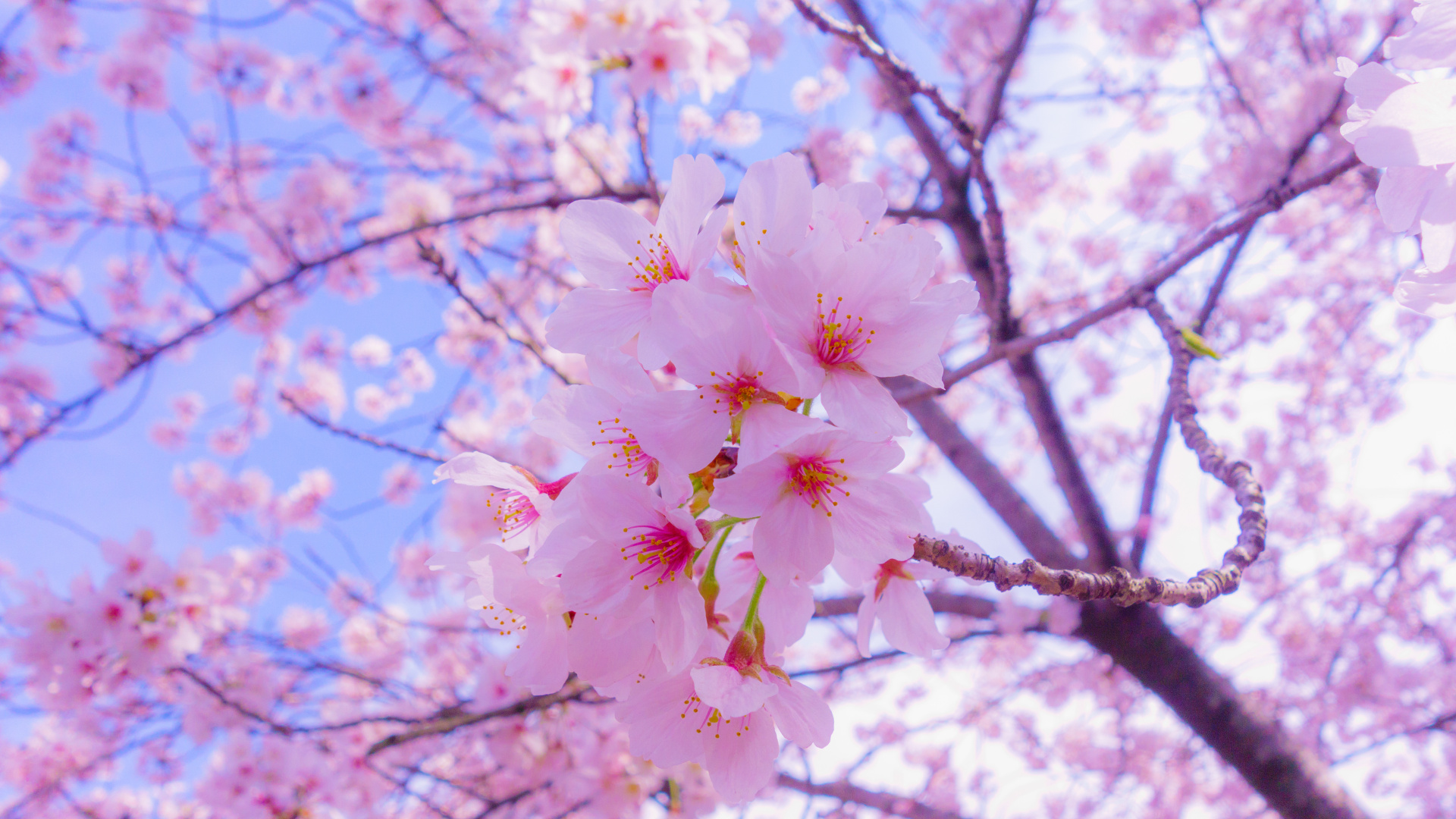 Обои цветение вишни, расцвет, Любование цветущей сакурой, цветок, растение в разрешении 1920x1080
