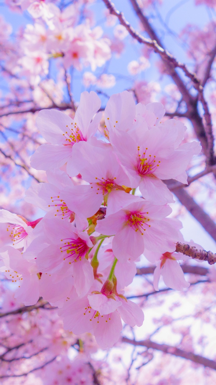 Обои цветение вишни, расцвет, Любование цветущей сакурой, цветок, растение в разрешении 720x1280