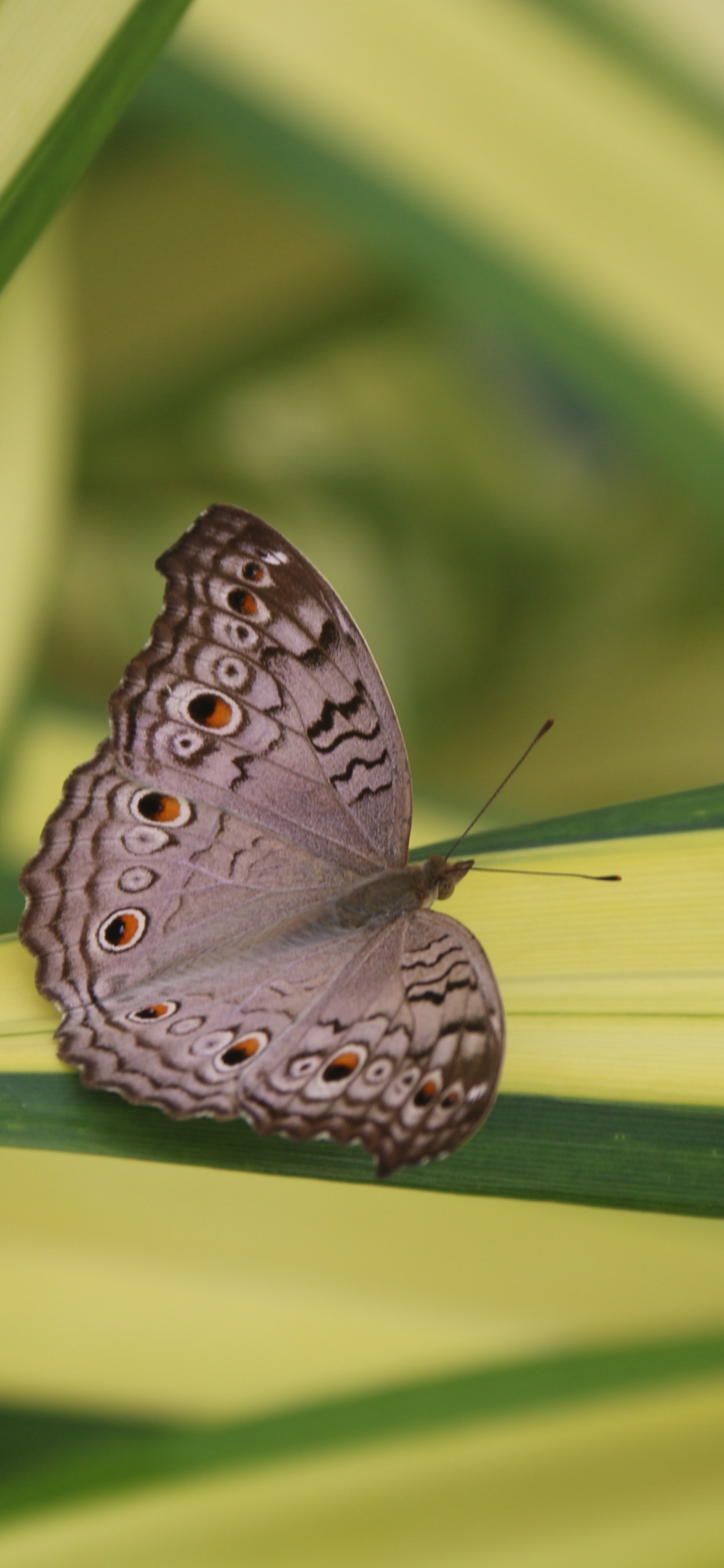 Обои lycaenid, опылитель, бабочка, членистоногое, насекомое в разрешении 1242x2688