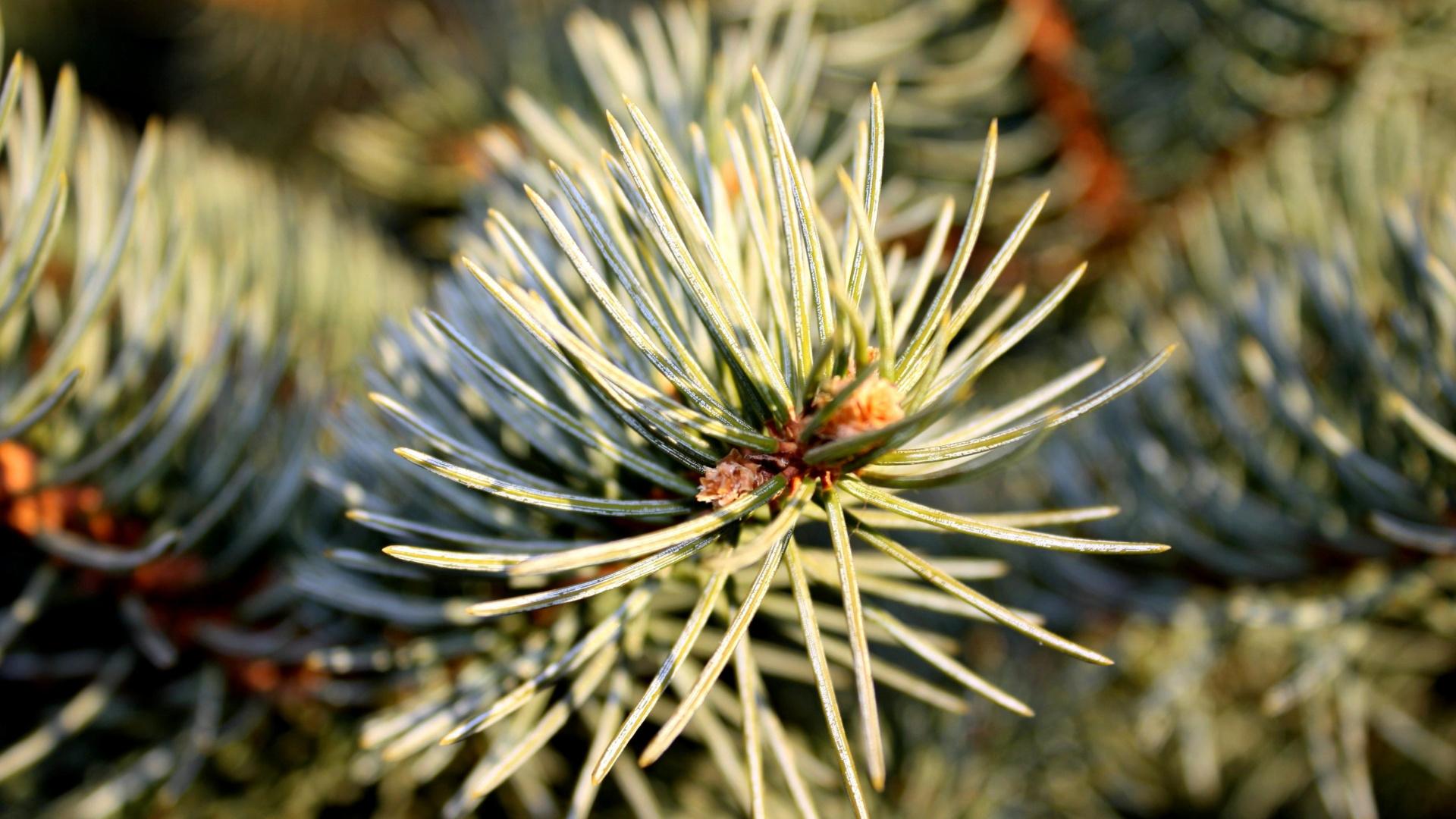 Обои дерево, Кегель ели, Пихта бальзамическая, Желтый РПИ, Сахарная сосна в разрешении 1920x1080