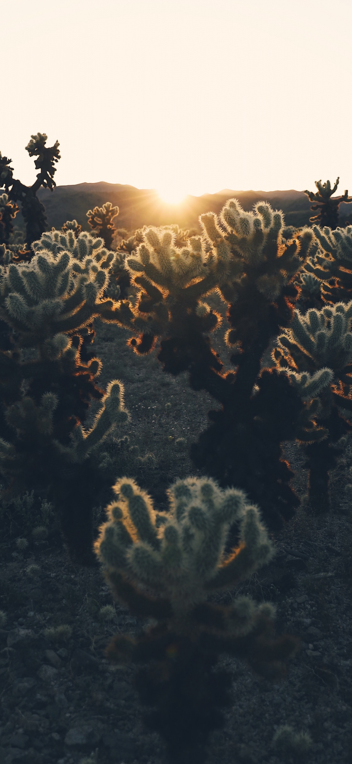 Обои свет, солнечный свет, дерево, растение, гора в разрешении 1125x2436