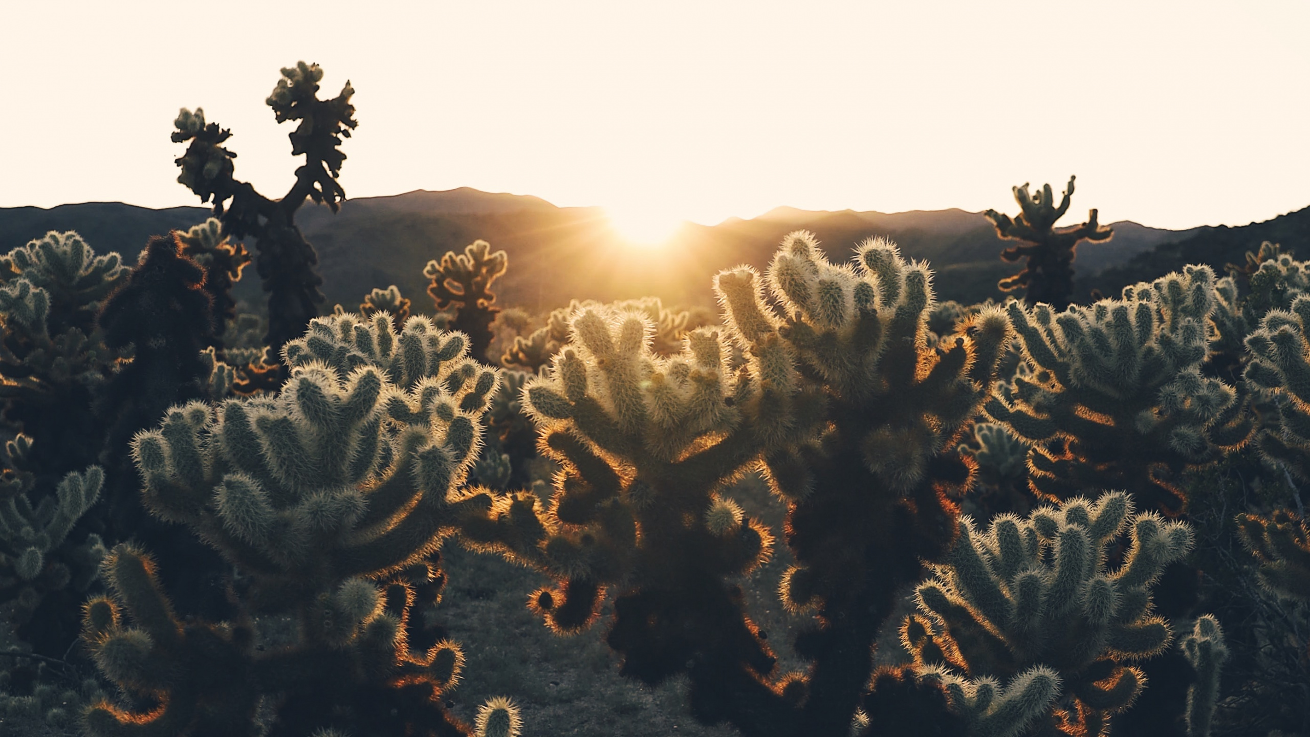 Обои свет, солнечный свет, дерево, растение, гора в разрешении 2560x1440