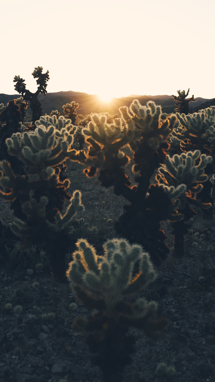 Обои свет, солнечный свет, дерево, растение, гора в разрешении 750x1334