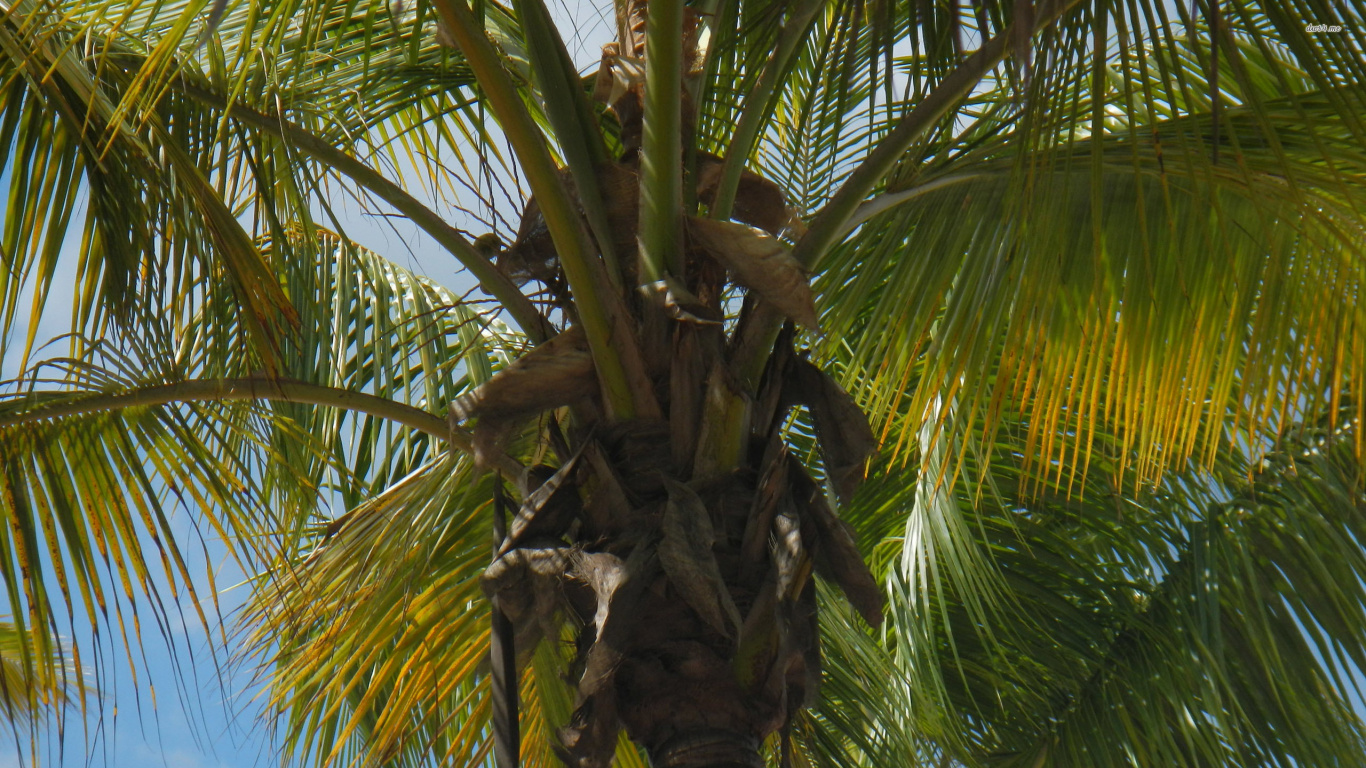 Обои растительность, Кокос, дерево, Пальма, растение в разрешении 1366x768