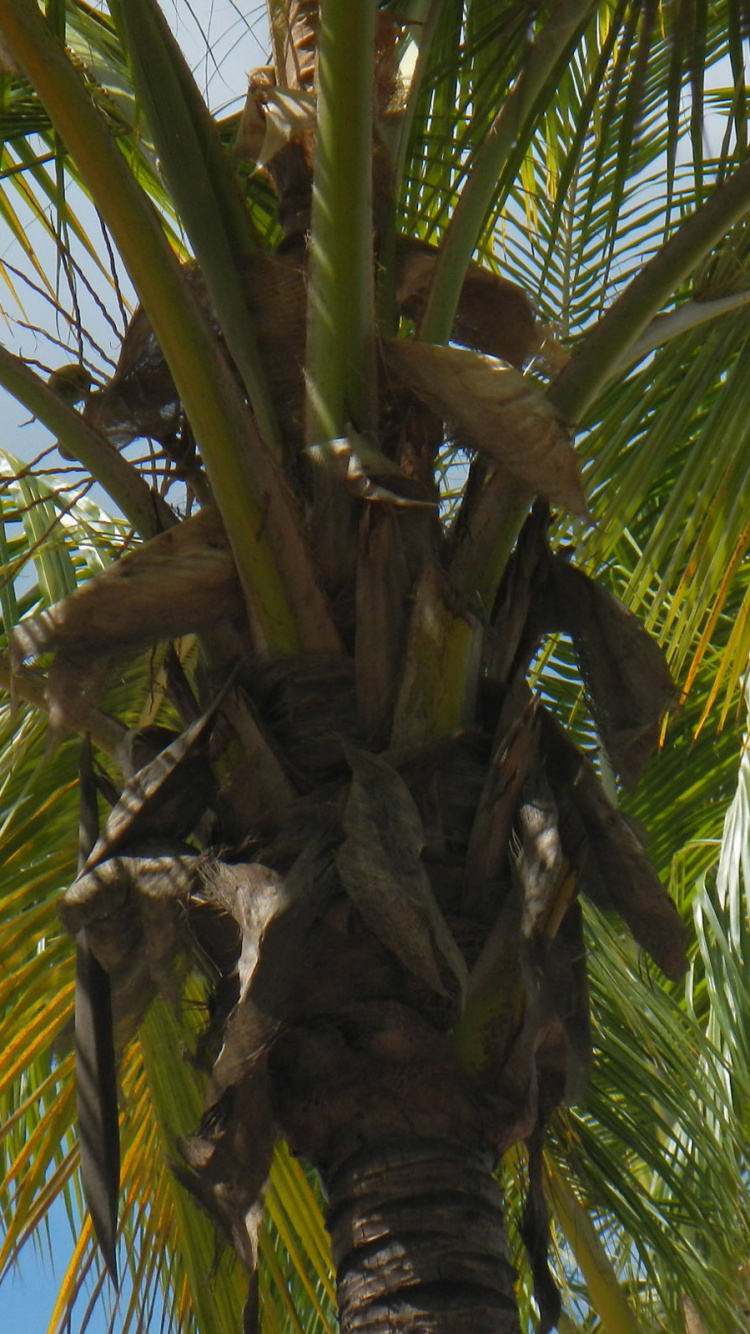 Обои растительность, Кокос, дерево, Пальма, растение в разрешении 750x1334