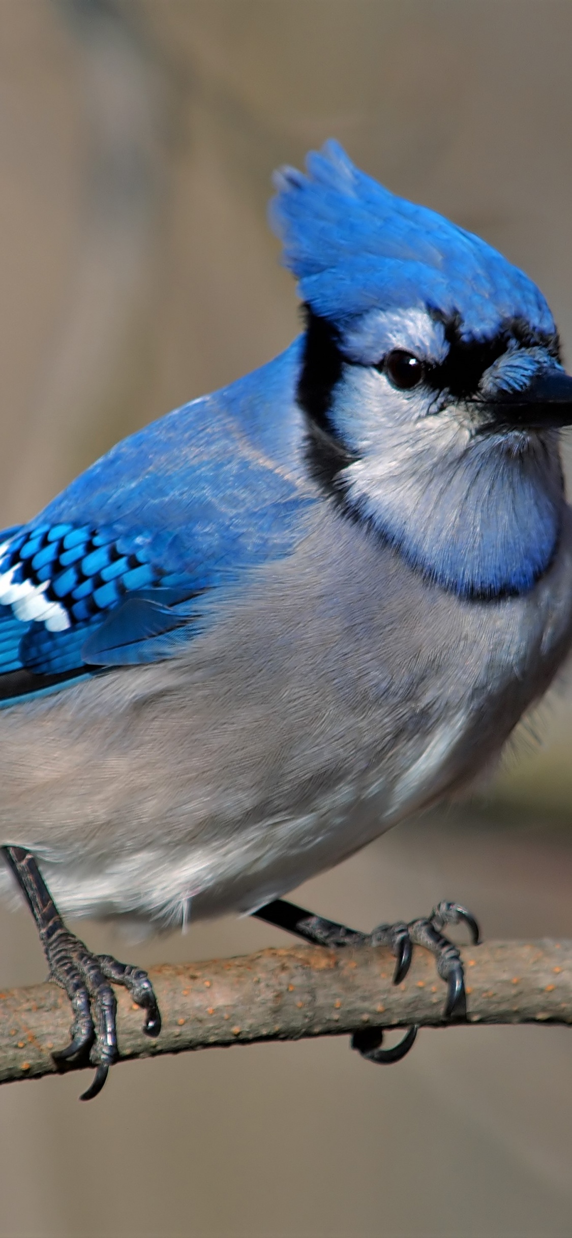 Обои голубая сойка, Северный кардинал, сойка, птица, клюв в разрешении 1125x2436