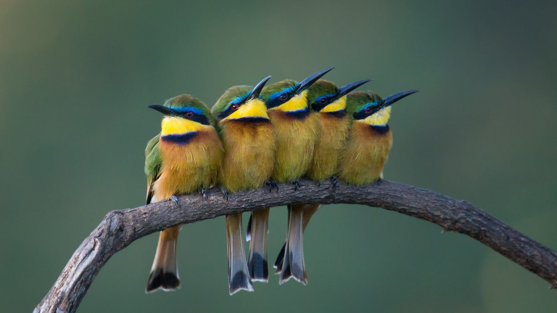 Обои птица, пчелоед, ракшеобразных, клюв, живая природа в разрешении 1920x1080